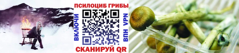 Купить где  Таштагол  Псилоцибиновые грибы Cubensis 